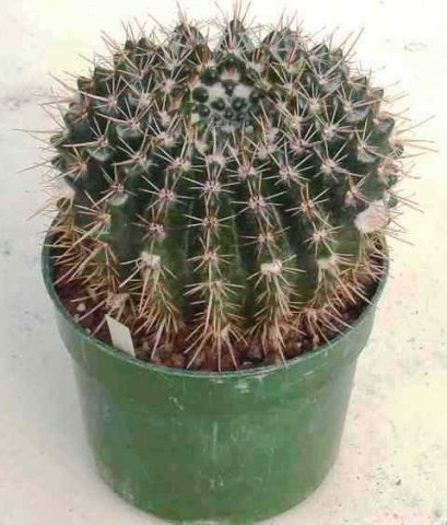 Notocactus_submammulosis